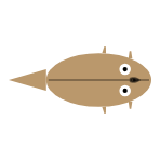 Front Leg Length: Short
