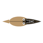 Mouth Type: Predator