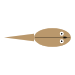 Tail Length: Long